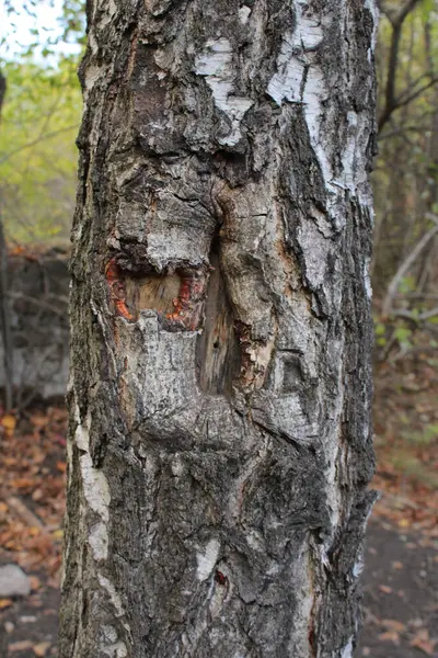 Bir huş ağacının ilginç ve gizemli bir görünüşü vardır..