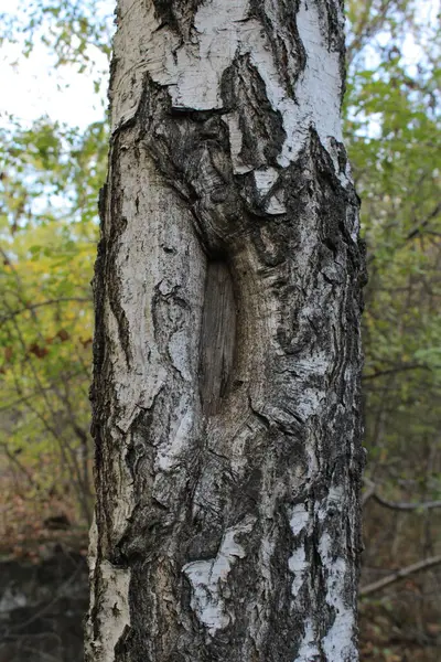 Garip desenli bir huş ağacı eşsiz görünüşüyle dikkatleri çeker..