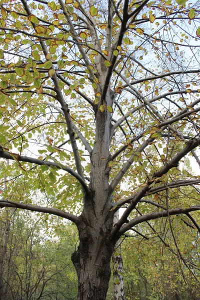 İnce dalları olan bir ağaç zarif ve narin bir görünüme sahiptir. Gövdesi ince, dalları çeşitli yönlere doğru yayılmış ve rüzgarlı ve hafif bir yapı meydana getirmiştir..