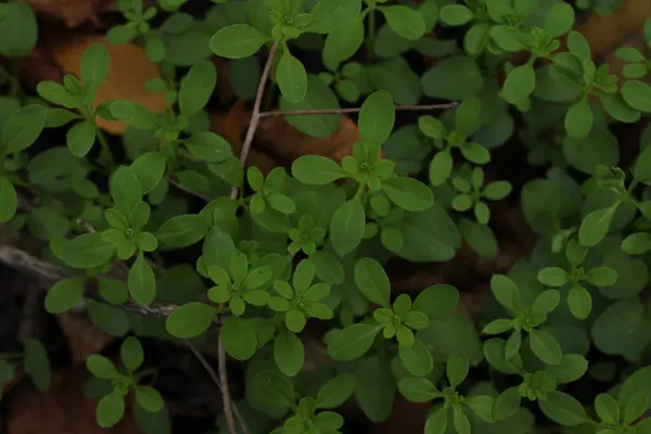 Genç yeşil çimenler taze ve canlı görünüyor, narin, sulu sapları yeni filizlenmiş..