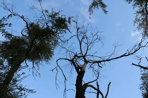 Kuru bir ağaç gökyüzüne karşı duruyor, dalları çeşitli yönlere uzanıyor, izolasyon hissi uyandırıyor. Ağacın iskelet yapısı parlak gökyüzü ile keskin bir tezat oluşturuyor..