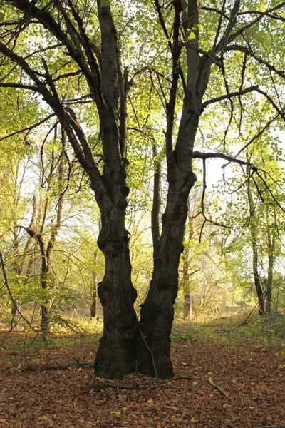 İkiz ağaç, tek bir kökten büyüyen ve etkileyici ve alışılmadık bir görünüme sahip eşsiz bir bitkidir..