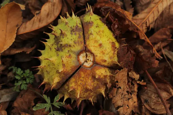 Kabuğundaki kestanenin içi cevizi çevreleyen yeşil dikenli bir dış yüzeyi vardır..