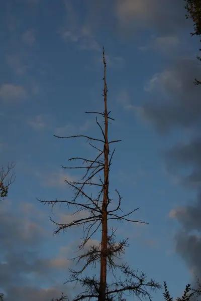 Gökyüzüne karşı kurumuş ağaç kuleleri, yukarı doğru uzanan çıplak dalları, maviyle zıtlık yaratıyor. Ağacın iskelet yapısı hem görkemli hem de kasvetli, geçmiş yaşamı anımsatıyor..