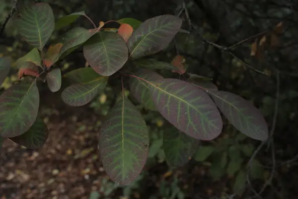 Yaprakların olağandışı bir tonu var. Bu da onları sıradan yeşil tonlardan ayırıyor..