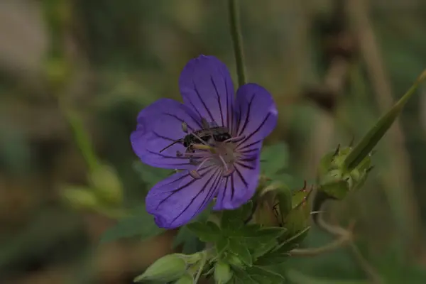 Çiçeğin, ince kamışların bulunduğu merkezi bir yeri çevreleyen parlak yaprakları vardır. Çiçeğin ortasında bir böcek oturuyor..
