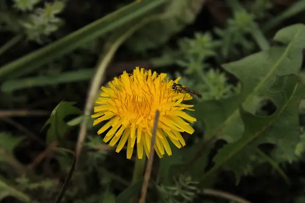 Karahindibanın parlak sarı çiçekleri ve yuvarlak bir şekil alan ince yaprakları vardır..