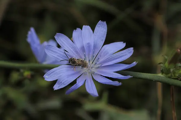 Mavi çiçeğin hafif parıltılı parlak taç yaprakları vardır. Çiçeğin ortasında ince erkek organlar var. Çiçeğin üzerinde küçük bir böcek oturuyor..