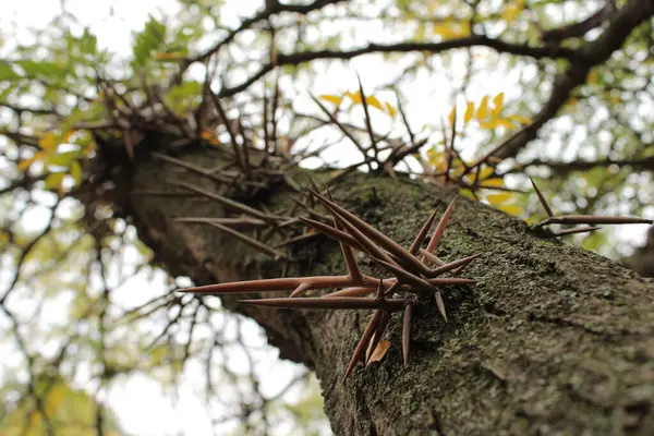 Keskin kahverengi ağaç dikenleri uzun ve sağlamdır. Sivri uçlarıyla çeşitli yönlere saplanarak kaotik ve tehditkar bir şekil oluştururlar..