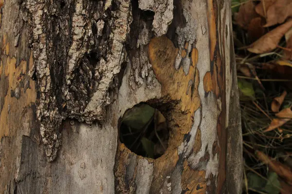 Hayvanın açtığı deliğe sahip kuru ağaç etkileyici bir görünüme sahip..