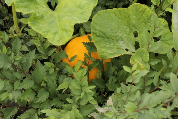 Yeşil yaprakların altında saklı olan balkabağının koyu yeşil arka planla çelişen parlak turuncu bir rengi vardır. Üzerini kaplayan yapraklar geniş ve değişik şekillerde doğal gölgeler yaratarak meyveyi gizliyor..