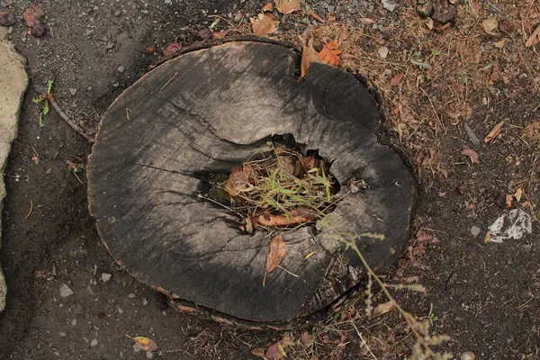 Yaşlı kütüğün uzun varlığını gösteren pürüzlü ve çatlak bir dokusu var. Yüzeyi karanlık ve yıpranmış. Ortasında da büyük bir delik var..