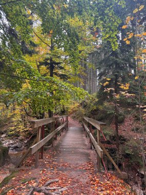 Ormandaki tahta patika..