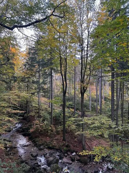 beautiful landscape with a river and the forest