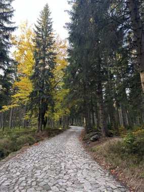 Sonbahar ormanında yol