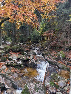 Ormanda güzel bir şelale