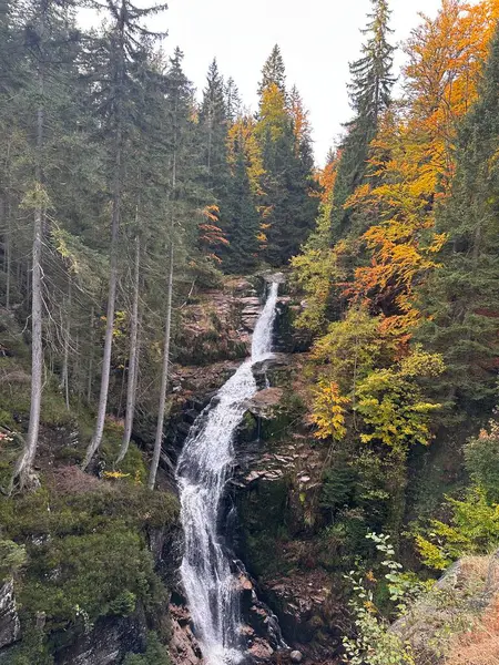 Ormanda şelale
