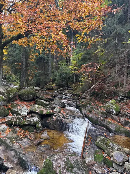 Renkli ağaçlı sonbahar ormanı.