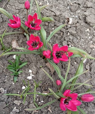 Bahçede pembe laleler