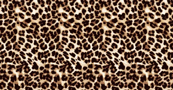 Deri leoparı desensiz. Leopar derisi izi. leopar deri dokusu.