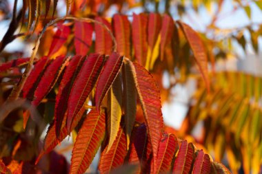 Close-up of Rhus typhina leaves illuminated by the setting sun. The vibrant red hues against the soft evening light reflect the richness of autumn nature, adding liveliness and dynamism to the scene. clipart