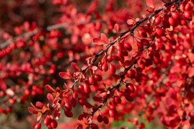 Yumuşak arkaplanı bulanık böğürtlenli Makro shot. Soyut sonbahar renkleri zengin kırmızı-turuncu yaprakları vurgular, her yaprağın sıcak ve samimi bir hissi yaratır..