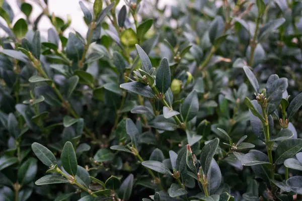 Buxus sempervirens 'in canlı yeşilliklerinin yakın plan görüntüsü, yaygın olarak 