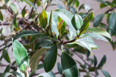 Yapraklar ve Görünüm Ficus elastica 'nın parlak yüzeyi ve belirgin açık renkli damarları olan geniş, oval, koyu yeşil yaprakları vardır. Yapraklar, muhtemelen bir Ficus elastica 'dan, koyu yeşil görünür ve daha açık renkli yeni bir büyümeye sahiptir.. 