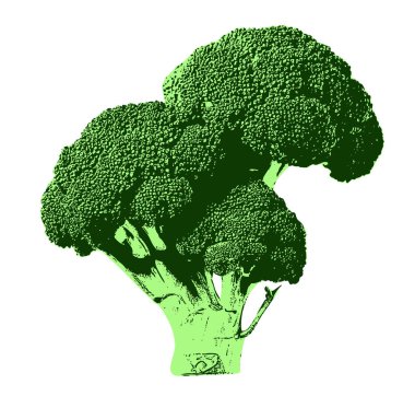 Gerçekçi Dijital Brokoli Sanatı, narin çiçekleri ve sağlam gövdeyi gösteren detaylı ve canlı bir brokoli çizimi. Beslenme rehberleri ve tarladan sofraya kavramlar için ideal.