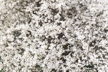 Taze yeşil tomurcuklarla açan beyaz kiraz çiçekleri, baharın başlangıcını ve doğanın uykusunu simgeliyor. Beyaz kiraz çiçekleri yoğun bir şekilde ağaç dallarını kaplar, yeşil yaprakların ince dokunuşlarıyla çelişir..