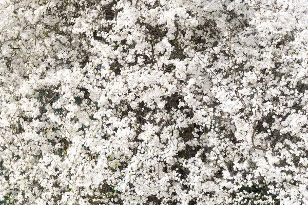 Taze yeşil tomurcuklarla açan beyaz kiraz çiçekleri, baharın başlangıcını ve doğanın uykusunu simgeliyor. Beyaz kiraz çiçekleri yoğun bir şekilde ağaç dallarını kaplar, yeşil yaprakların ince dokunuşlarıyla çelişir..