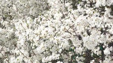 Çiçek açmış kiraz dallarının yakın çekimi, beyaz çiçekleri her rüzgarda hafifçe dalgalanıyor, ilkbaharın sessiz ritmini yakalıyor..