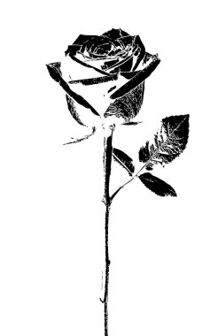 Botanik yapısı olan siyah beyaz bir gül. Zarif oyma romantik kırtasiye için ideal görünüyor. Gül belirgin, desenli bir görünüm ile ayrıntılı taç yaprakları gösterirken, gövdesi uzun ve ince, birkaç yaprak ve dikenle süslenmiş. 