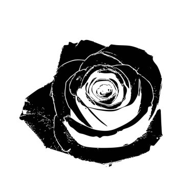 Siyah beyaz çizgilerle izole gül çiçeği ve mürekkepli baskı efektiyle narin dokular. Resmin, taç yapraklarının hassas dokularını vurgulayan bir mürekkep izi etkisi var..