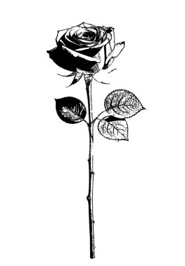 Geleneksel mürekkep damgasını andıran, sapı temiz, siyah ve beyaz çizgileri olan bir gül çizimi. Kalın, temiz çizgiler ve gölgeleme geleneksel mürekkep damgasıyla görünür. Gül tomurcuğu içe doğru kıvrımlı birden fazla taç yaprağı ile detaylandırılmıştır..