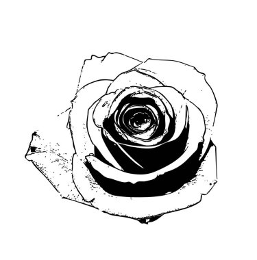 Yakın plan pullu siyah-beyaz gül goncası. Klasik gravürlü taç yaprakları. Tasarım, yaprakların dokusunu ve katmanlarını vurgulayan vintage oymacılığı, gösterişli, çıtır çıtır çizgileri ve gölgelemeyi andırıyor.. 