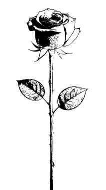 Süslü yaprakları ve oymalı çizgileri olan siyah ve beyaz gül simetrik kompozisyonu. Sapı düz ve ince, iki set simetrik yaprak ile süslenmiş ve karmaşık dokular sergiliyor.. 