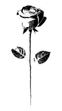 Siyah ve beyaz vektör kök stilize çiçek motifli retro ve romantik estetiği çağrıştıran yükseldi. Gül, çiçekli bir motif yaratarak, detaylı taç yaprağı çalışmalarını sergiler.. 