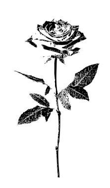 Detaylı saplı mürekkep tomurcuğu ve basılı siyah beyaz botanik çizimi. Gül goncası belirgin bir şekilde en üstte, karmaşık taç yaprağı ayrıntılarıyla yer alır.. 