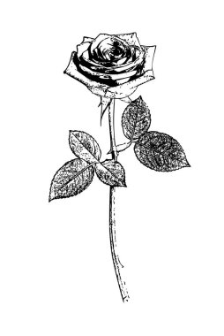 Klasik bir illüstrasyonda, oymalı siyah-beyaz gül goncası botanik doğruluğu ve klasik model hatları. Gül katmanlı yapraklar, ince bir gövde ve dört desenli yapraktan oluşur..
