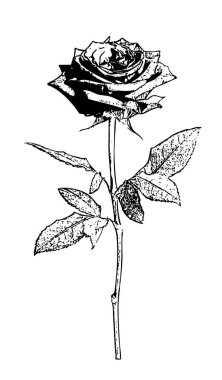 Kalın çizgili siyah-beyaz gül ve klasik oyma efekti klasik dövme tasarımı için mükemmel. Gül, karmaşık katmanlı taç yapraklarıyla tam çiçekle tasvir edilir. Görülebilir damarlı birkaç yaprak ince bir damara yapışmış..