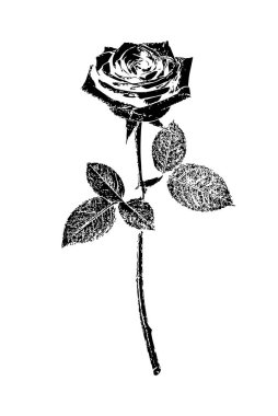 Kalın pullu gül, dramatik çizgi çalışması detaylı gövde ve grafik tasarım veya baskılar için yapraklar. Gül, taç yapraklarını vurgulayarak dramatik ve karmaşık bir çizgi çalışması içeriyor. Sapı uzun ve ince. Ayrıntılı yapraklarla dolu..