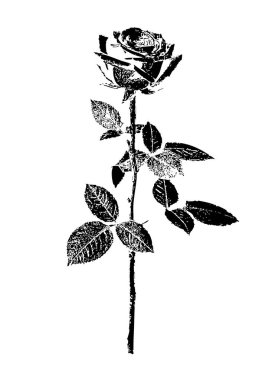 Siyah ve beyaz damgalı gül saplı ve ince mürekkepli detaylar içeren eski bir çiçek resmi bırakıyor. Biçim, ince çizgiler doku ve gölgeleme oluşturan vintage veya pul benzeri bir görünüme benzer.. 