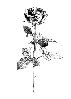 Tek renkli gül çizimi, pul baskı stili zarif gövde ve botanik sanatı için desenli yapraklar. İnce gövde çeşitli boyutlardaki yaprakları birbirine bağlar ve botanik bileşimine derinlik ve detay ekler. 