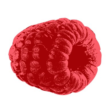 Klasik el yapımı ahududu vektör ikonu, doku ve klasik meyve sanatı. El işi tasarımı, meyve suyu şişesi etiketleri ve organik tarım çizimleri için mükemmel..