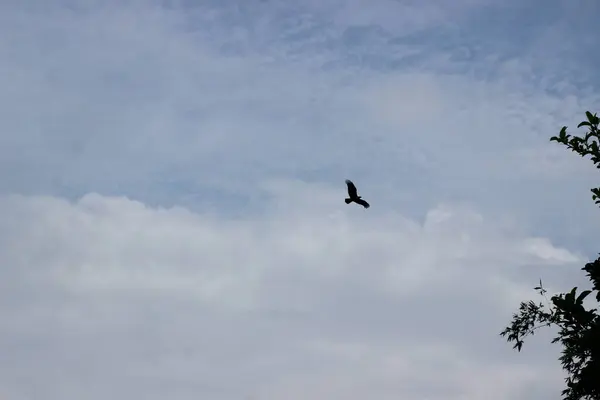 Şahin gökyüzünde uçuyor. Yalnız bir kuş, engin ve hafif bulutlu bir gökyüzüne karşı zarafetle süzülür. Kuşun silueti yumuşak maviye karşı katıdır, özgürlük hissi uyandırır..