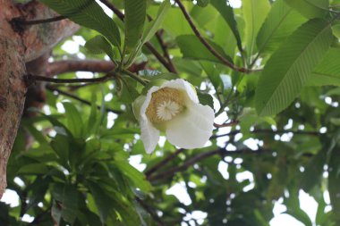 Dillenia indica ya da fil elması çiçeği. Dillenia indica 'nın beyaz çiçeği ya da Bangladeş' te yetişen fil elması ve yeşil yapraklar. Diğer isim Chulta.