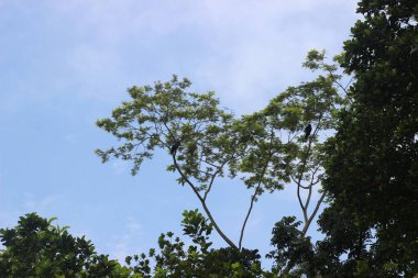 İnce dalları olan uzun, yapraklı ağaçlar açık mavi gökyüzüne ve daldaki kuşlara uzanır.