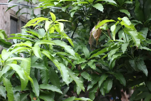 Yakın çekim yeşil mango ağacı yaprakları ve yeni yağan yağmur damlacıkları.