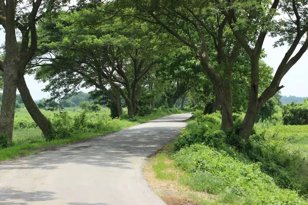 Uzun, kavisli ağaçlarla kaplı sakin bir kırsal yol kaldırıma lekeli gölgeler bırakıyor. Her iki taraftaki bereketli yeşillik huzurlu bir atmosfer yaratarak yolcuları doğada barışçıl bir yolculuğa davet ediyor.
